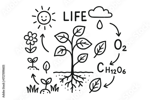 Life's Cycle Doodles. Hand-drawn doodle illustration Life supported by plants tree, flower, grass, seed, sprout, sun, cloud, water droplet, root, soil, leaf,
