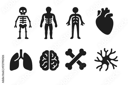 Anatomy Icon Grid. Solid, filled icon set of naked anatomy: skeleton, muscle layers, nervous system, heart, lungs, brain, bones, veins. [Line icons in only