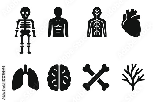 Anatomy Icon Grid. Solid, filled icon set of naked anatomy: skeleton, muscle layers, nervous system, heart, lungs, brain, bones, veins. [Line icons in only