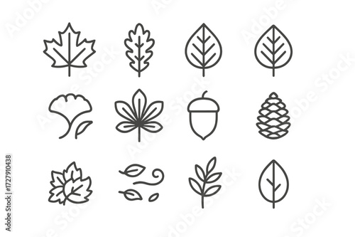 Seasonal Foliage Icons. Seasonal foliage. Line icon set of seasonal foliage: maple leaf, oak leaf, birch leaf, elm leaf, ginkgo leaf, chestnut leaf, acorn,