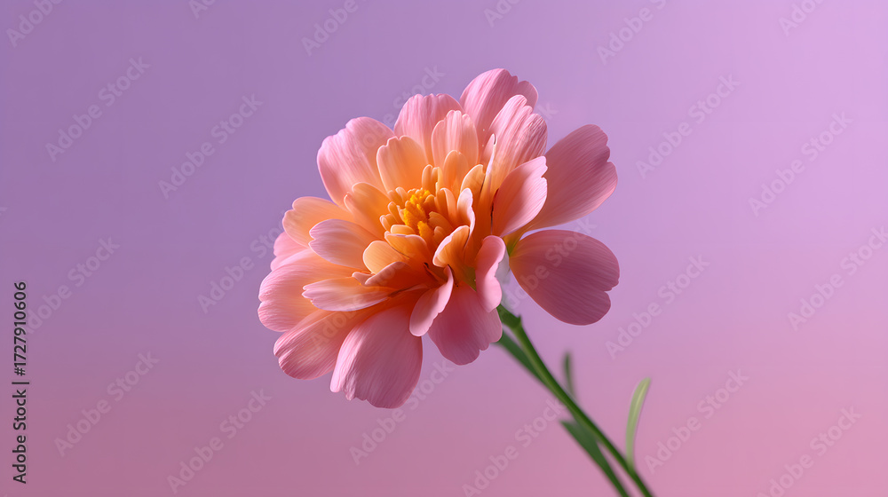 Obraz premium Vibrant Cosmos Flower: A stunning cosmos flower, showcasing its delicate pink petals and intricate center, is presented against a gradient purple backdrop, evoking feelings of beauty and serenity.