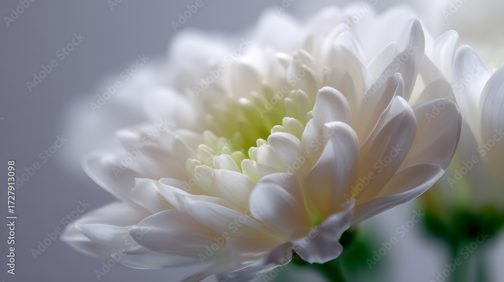 Fototapeta premium Serene White Chrysanthemum Bloom: Capturing the intricate beauty of a delicate white chrysanthemum, showcasing its elegant petals, creating a sense of purity and tranquility.