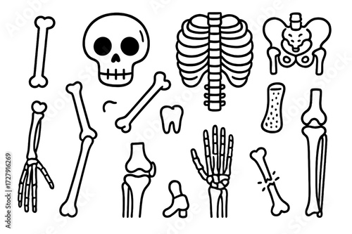 Skeletal System Doodle. Hand-drawn doodle illustration Skeletal system skull, ribcage, spine, pelvis, arm bone, leg bone, hand bone, foot bone, knee joint,