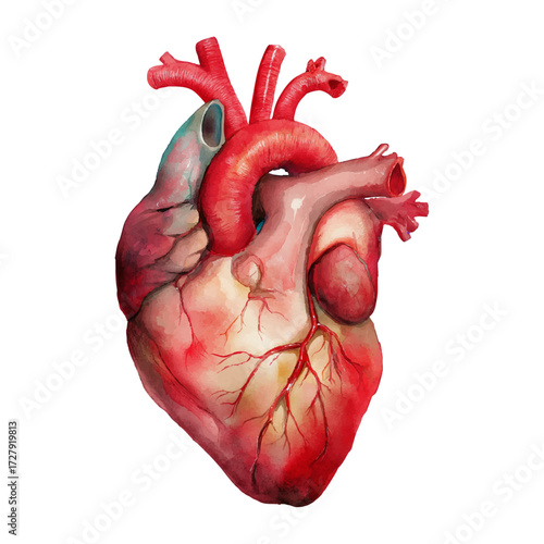 Watercolour painting of human heart anatomy, concept of cardiovascular system, cardiology, medical education, biology illustration, isolated with transparent background