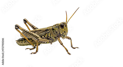 A grasshopper insect is shown in profile against a white background.
