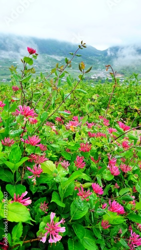 Red Honeysuckle and Morning Fog