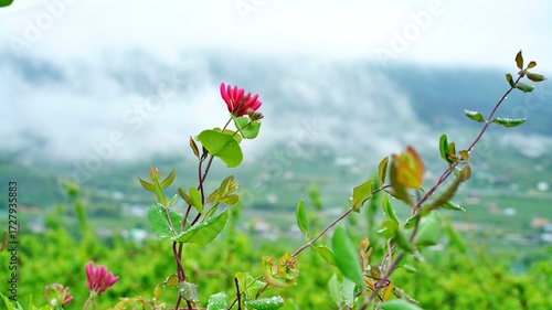 Red Honeysuckle and Morning Fog