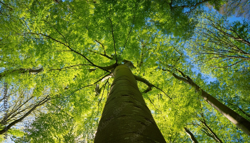 Fototapeta premium Looking Up Into The Beech Tree With Fresh Green Spring Leaves