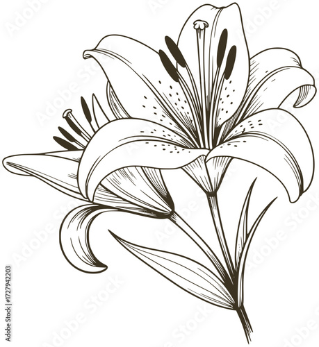 Elegant lily flower line drawing floral botanical