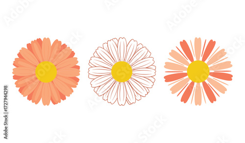 Three daisy flowers in shades of orange and coral with yellow centers on a white background floral