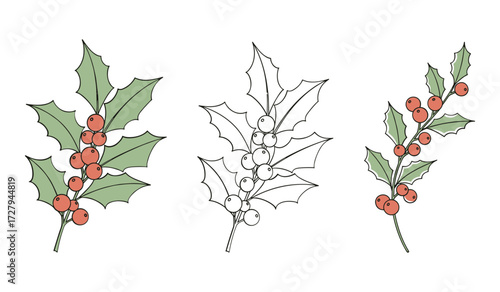 Three illustrations of holly branches with red berries and green leaves berry