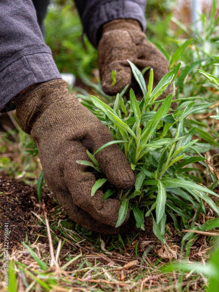 Fototapeta premium Gardener Tending to Plants in a Lush Garden With Focus on Hand Care and Growth