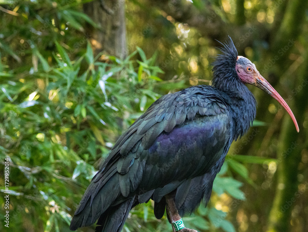 Naklejka premium ibis chauve