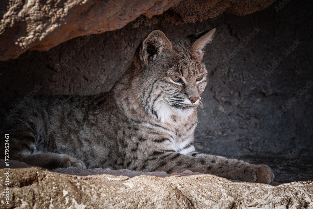 Obraz premium lateral close up of a wildcat resting in the desert on a rock