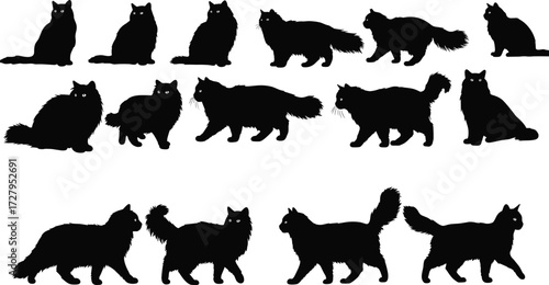 Black cat silhouette collection, feline vector illustration, domestic pet outline artwork, fluffy kitten shadow design, walking sitting cat graphic, minimal style