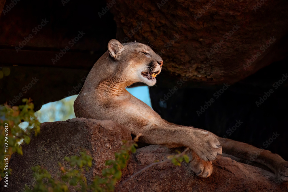 Obraz premium portrait of a female lion in a cave