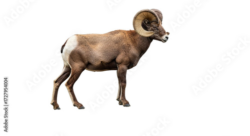Bighorn sheep stands on rocky outcrop against a white background.