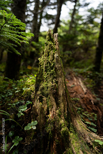 Fototapeta 八ヶ岳の森