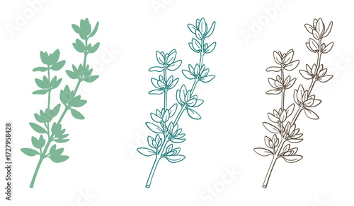 Three stylized sprigs of thyme in green teal and brown on white background herb plant