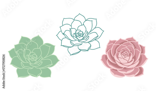 Three stylized succulent plants in pastel green teal and pink on white background flower botanical