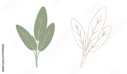 Two stylized sage leaf sprigs one solid green one outline beige herb plant