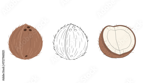 Whole coconut line drawing and half coconut illustration vector