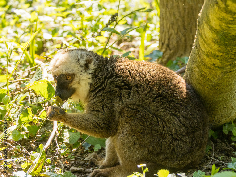 Obraz premium lémur à front blanc