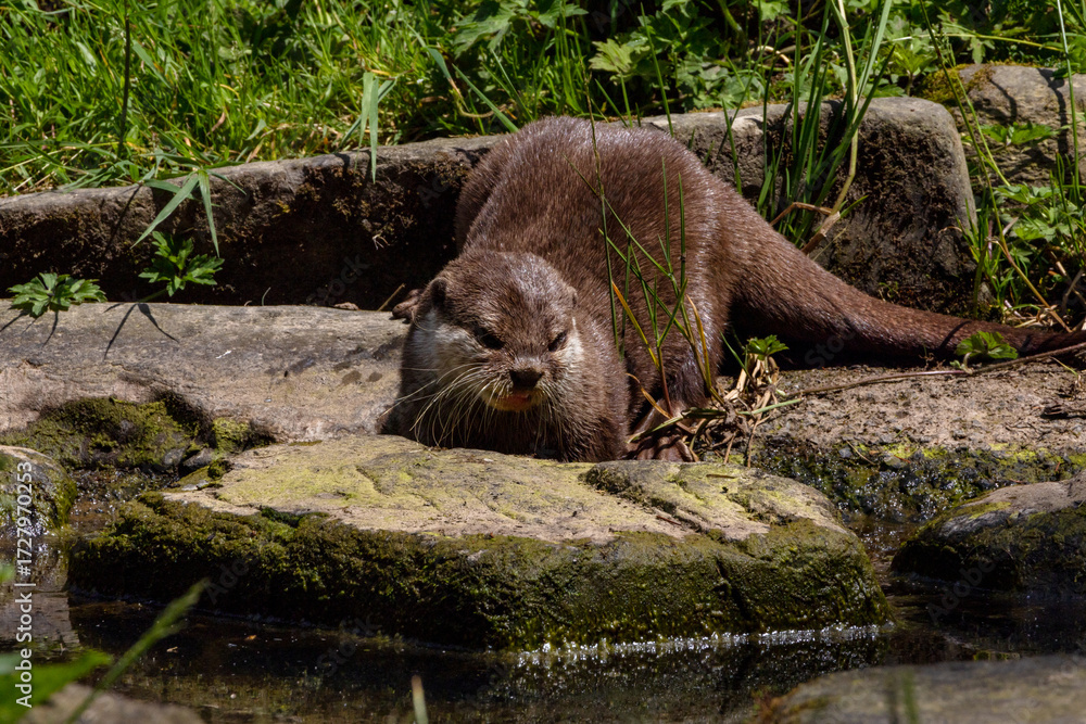 Obraz premium loutre cendrée