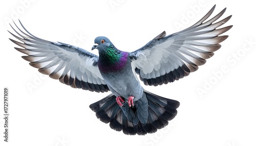 A pigeon in flight against a white background (1)