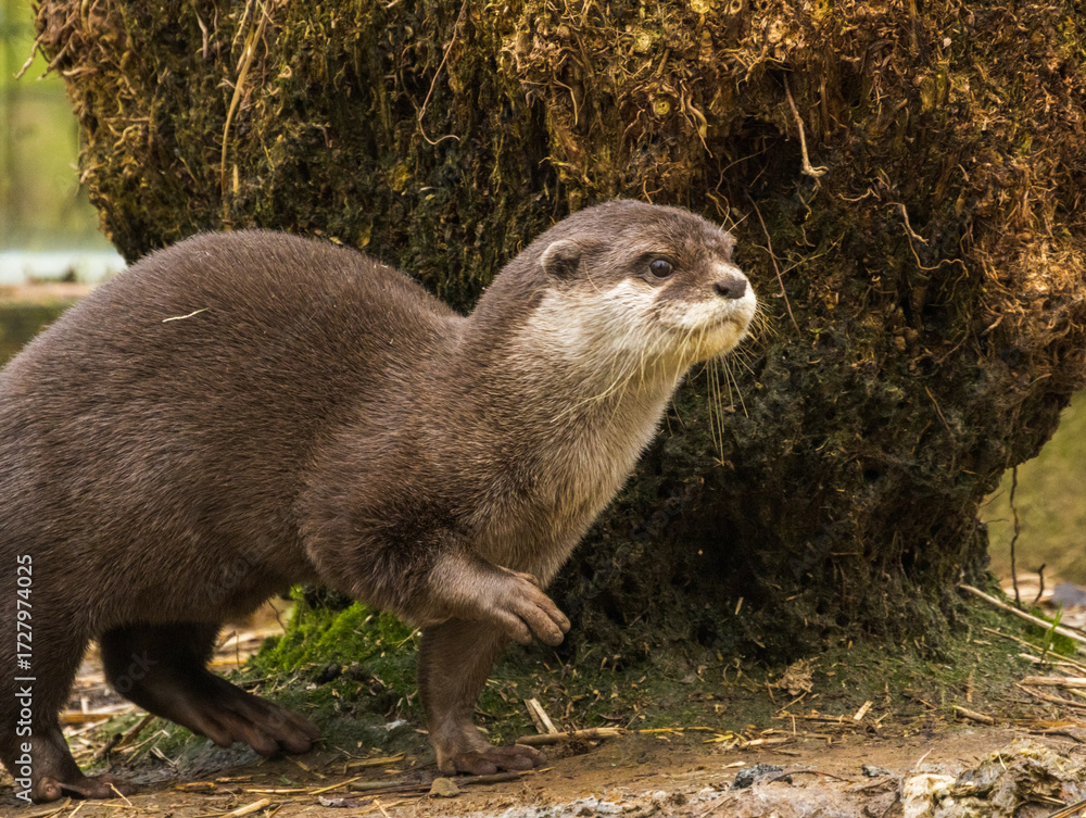 Fototapeta premium loutre cendrée