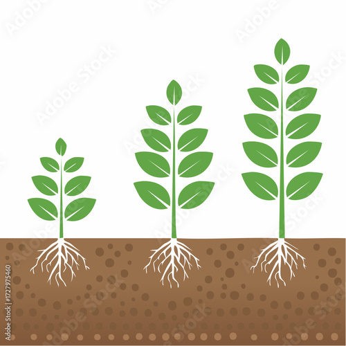 Conceptual illustration showing the different stages of plant growth from sprout to maturity