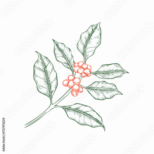 Hand-drawn sketch of coffee plant branches with ripe red coffee cherries and green leaves