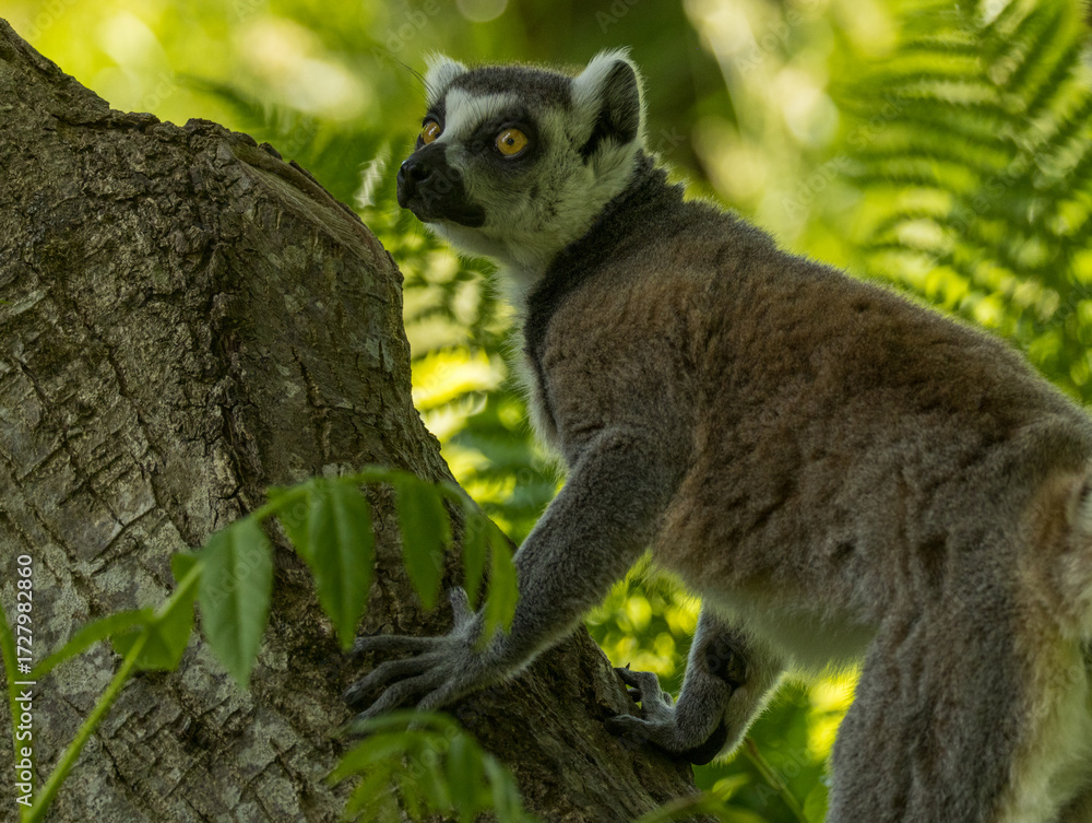 Fototapeta premium Maki Catta