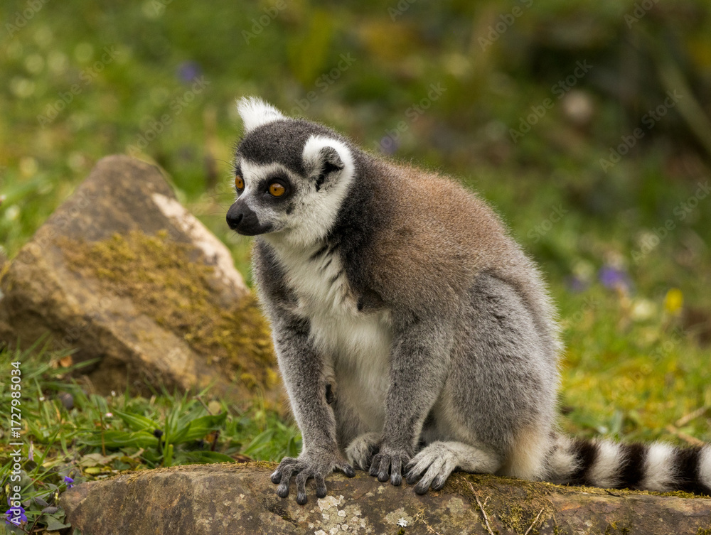 Obraz premium Maki Catta