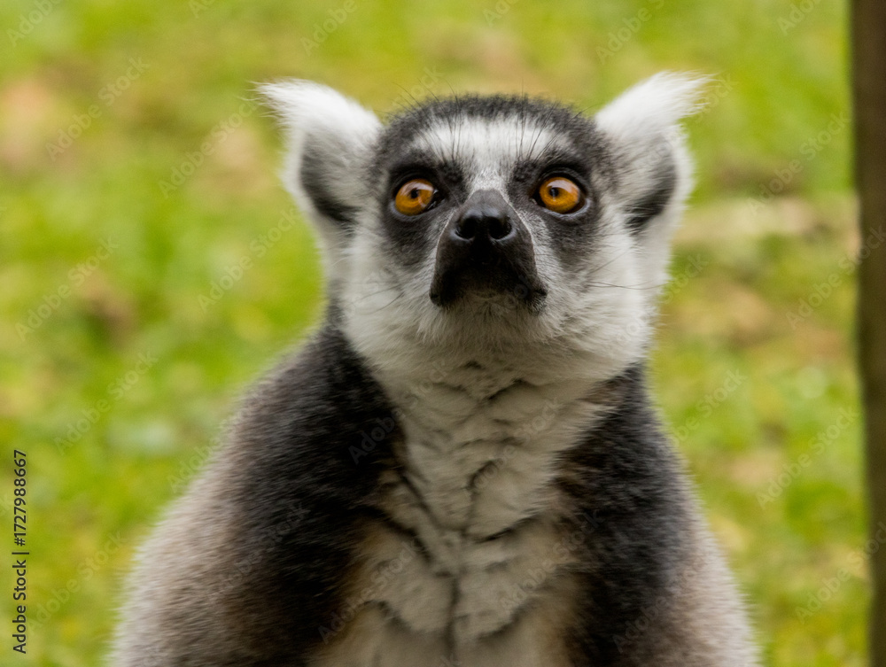 Fototapeta premium Maki Catta