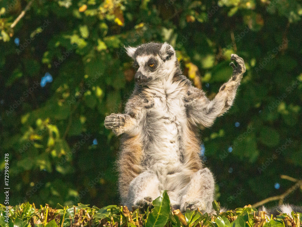 Fototapeta premium Maki Catta