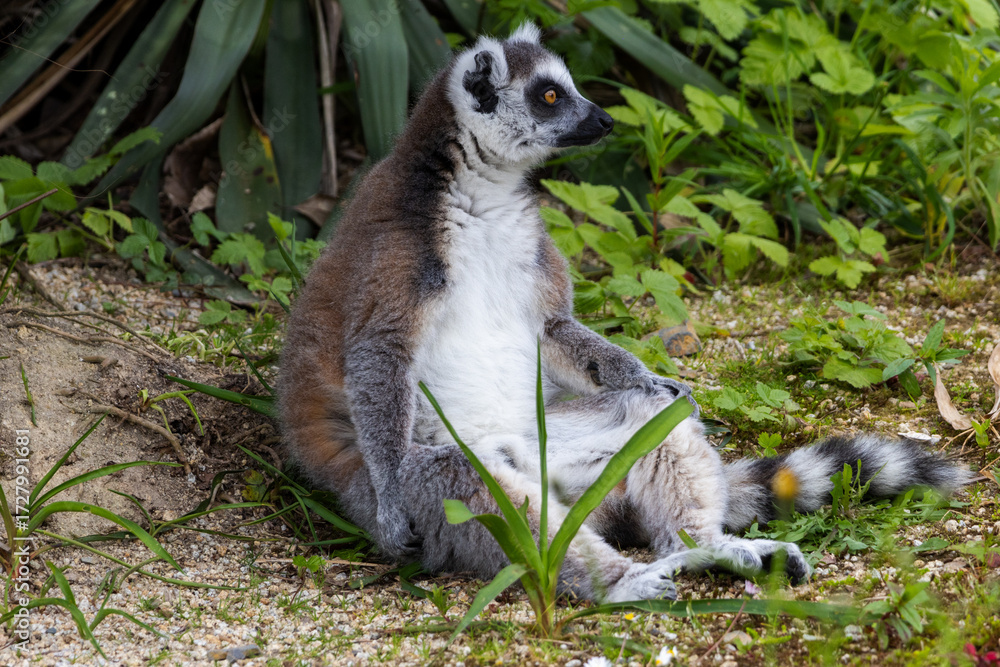 Fototapeta premium Maki Catta