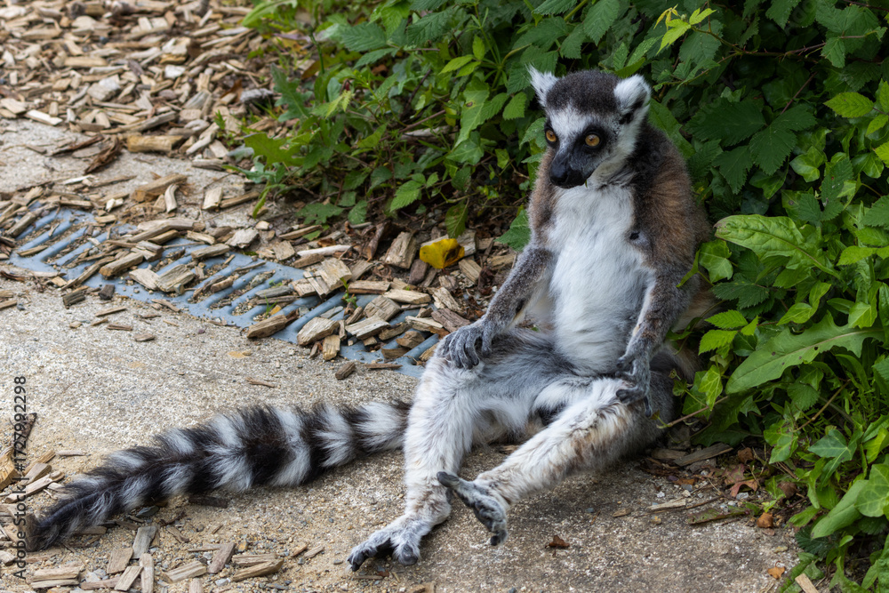 Obraz premium Maki Catta