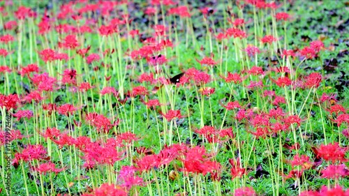 彼岸花の上を飛び回るクロアゲハ「スローモーション」