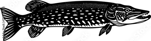 NORTHERN PIKE FISH SILHOUETTE ON WHITE BACKGROUND
