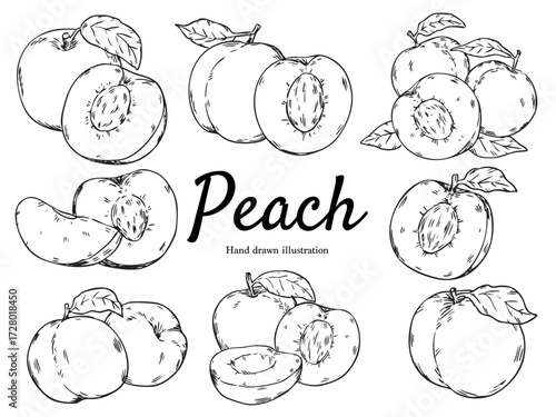 Set of isolated hand drawn peach, cut peach and ripe peach outline drawing illustration