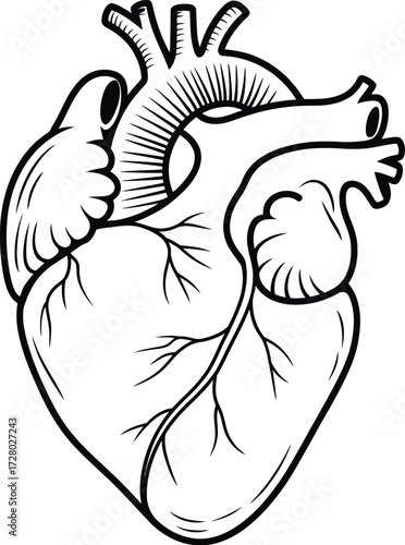 Anatomical Heart Vector Illustration Line Art Detailed Human Organ Outline Diagram Design for Medical Education and Healthcare Presentations
