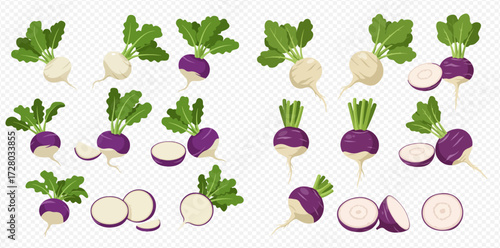 Collection of cartoon turnips, featuring both white and purple varieties, shown whole, halved, and sliced with green leaves.