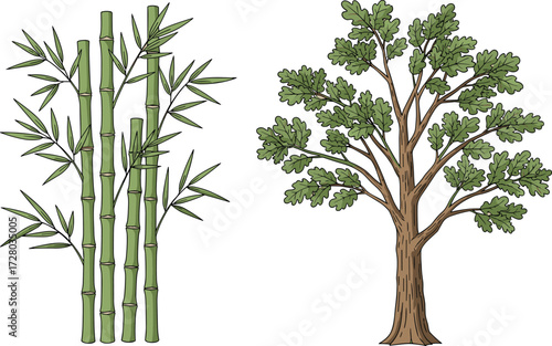 Bamboo illustration and oak tree drawing, nature plants, eco friendly design, green forest background, botanical vector, natural environment art
