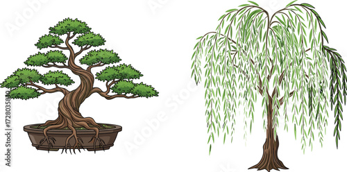 Bonsai tree in decorative pot and weeping willow tree illustration, Asian nature design, garden art, foliage landscape, vector drawing
