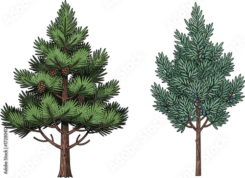 Illustration of pine tree with cones and juniper tree with berries, evergreen conifer forest plants, hand drawn detailed botanical artwork