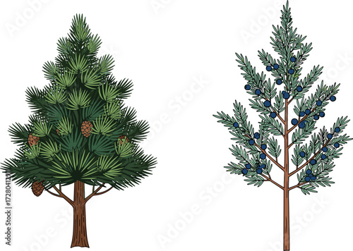 Illustration of pine tree with cones and juniper tree with blue berries, evergreen conifer plants, detailed botanical hand drawn artwork