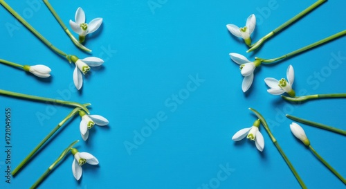 Arrangement of white snowdrops on a vivid blue background