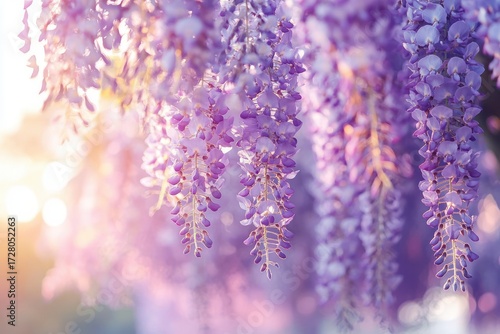 Close-up of delicate hanging purple wisteria flowers glowing softly in warm sunlight with a dreamy bokeh background