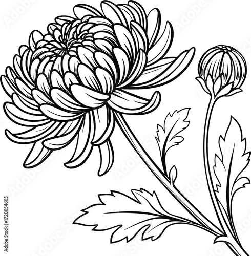 Chrysanthemum Silhouette Design with Natural Botanical Elements